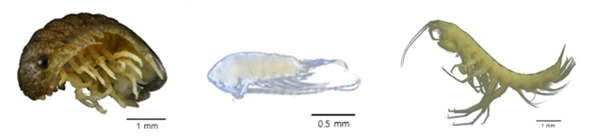 인터넷에서 이미지 찾기 어려운 기수잔벌레(왼쪽)와 햇님노벌레(가운데), 드르네동굴옆새우(오른쪽) [환경부 제공. 재판매 및 DB 금지]
