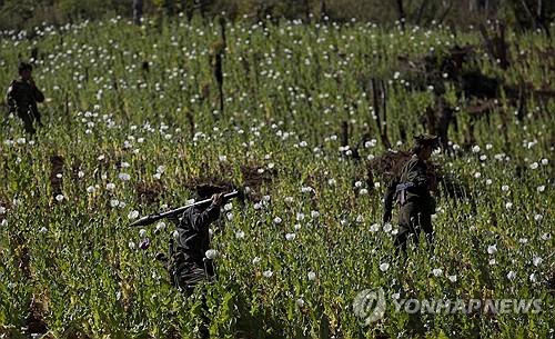 미얀마에서 재배되는 양귀비 [AP=연합뉴스 자료사진. 재판매 및 DB 금지]