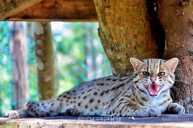 쿠칭후탄 kucing hutan