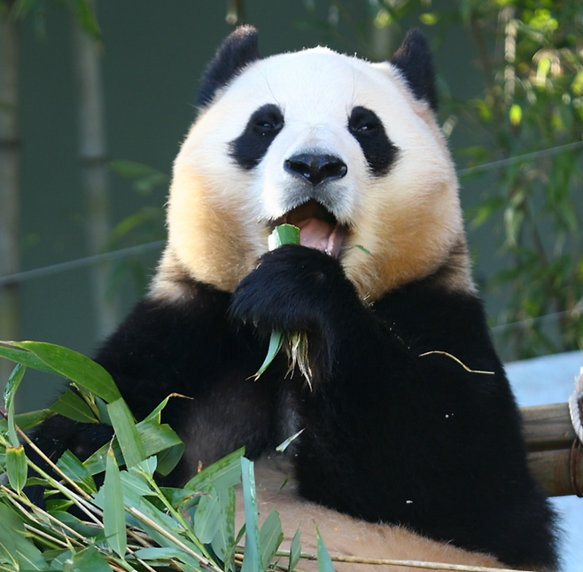 사진=에버랜드 공식 SNS