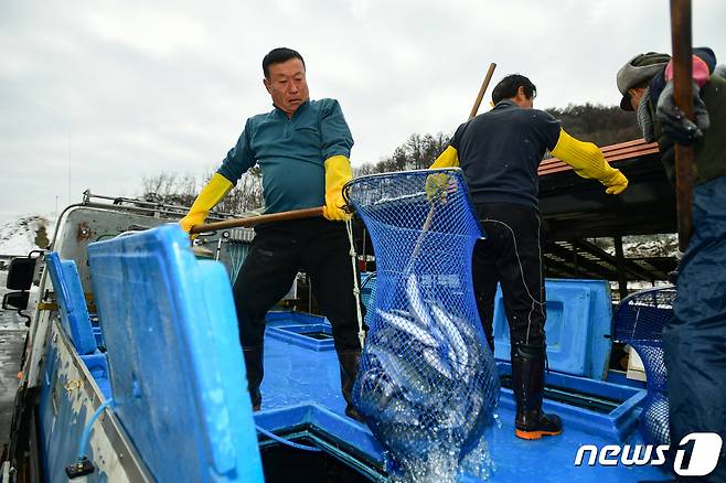 2024년 갑진년 새해 아침인 1일 강원 화천산천어축제에 사용되기 위해 전국의 양식장에서 출발한 산천어들이 화천 하남면 논미리 축양장에 도착했다. 산천어들은 수온 적응 등을 거쳐 6일 개막하는 화천산천어축제장에 투입된다.(화천군 제공)2024.1.1/뉴스1 ⓒ News1 한귀섭 기자