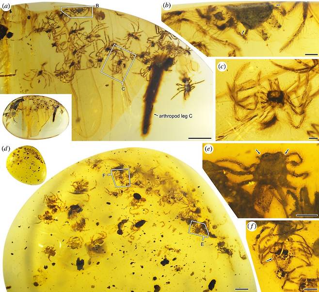 호박 속에서 발견된 9900만년 전 거미들. 막 알에서 깨어난 어린 거미들이다. /영국왕립학회보B