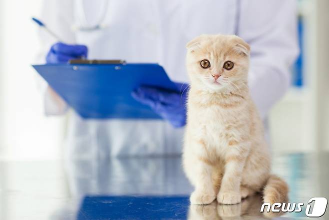 동물병원에서 진료 받는 고양이(사진 이미지투데이) ⓒ 뉴스1