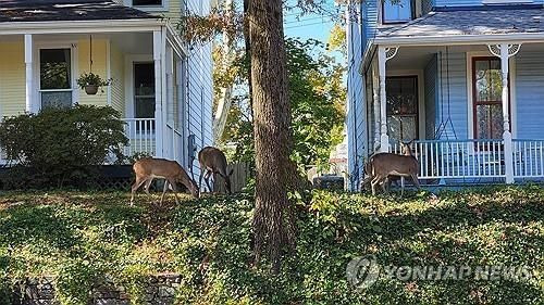 워싱턴 D.C. 주택가에서 풀을 뜯는 사슴 무리 [이미지출처=AFP 연합뉴스]