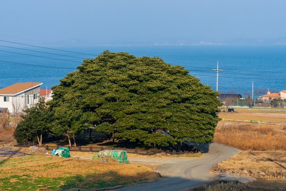 남해 창선도 왕후박나무. 1982년 천연기념물로 지정됐다. 나이는 대략 500년으로, 일명 '이순신나무'로 불린다.