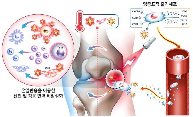 관절염증 세포를 표적해 온열치료할 수 있는 '세포 기반 기능성 관절염 치료제'의 모식도./사진제공=가천대