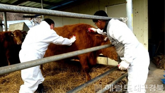 공수의 축산농가 구제역 백신  접종 모습(헤럴드 DB)