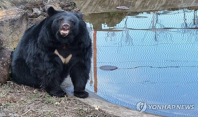 제주도 적응 끝, 나들이 나선 반달가슴곰 (서귀포=연합뉴스) 박지호 기자 = 5일 오전 제주 서귀포시 성산읍 수산리 제주자연생태공원에서 반달가슴곰이 나들이를 하고 있다. 
    최근 제주에 보금자리를 튼 반달가슴곰 4마리는 곰 사육 종식을 준비하는 과정에서 보호시설로 이송된 개체들이다. 2024.1.5 jihopark@yna.co.kr