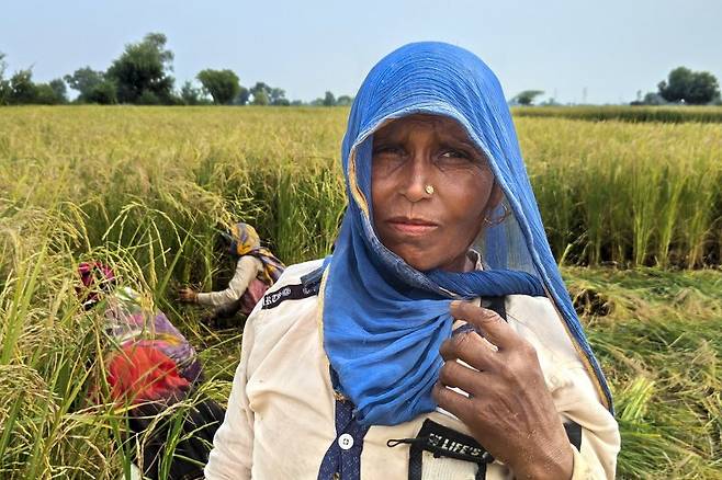 지난해 10월 17일 인도 우타르프라데시주 알리가르에서 일꾼들이 밀을 수확하고 있다.AP뉴시스