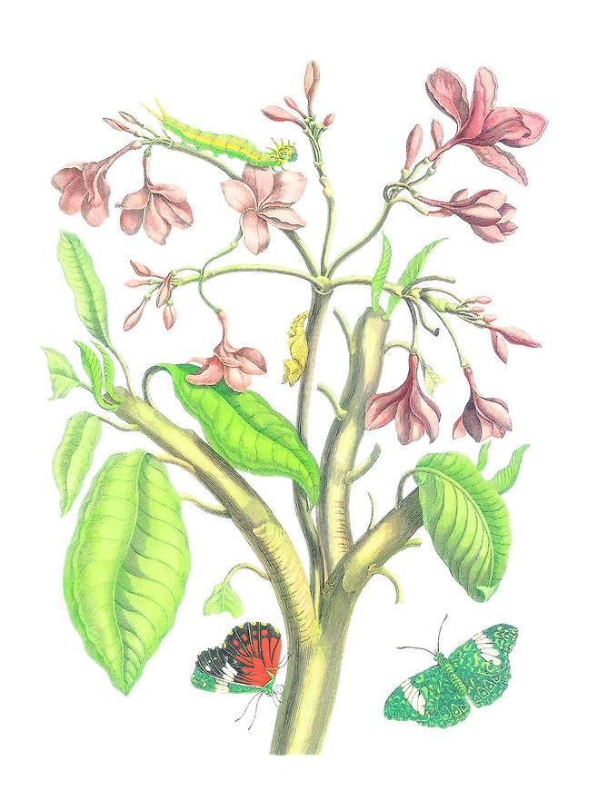 아메리카에서 ‘인디언 재스민 나무’로 부른 식물. 한국어로는 ‘붉은꽃플루메리아’라고 부른다. 한국어판은 라노출판사에서 네덜란드 왕립도서관의 감수를 받아 펴낸 <마리아 지빌라 메리안: 수리남 곤충의 변태>(2006)에 정리된 학명을 참고했다. 항목명 아래 메리안이 사용한 이름, 한국어 이름, 영어 이름, 학명, 분류체계를 정리했다. 나무연필 제공
