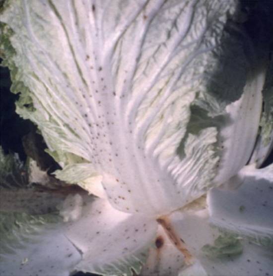 깨씨무늬가 나타난 배추. 검은 점이 생긴 배추는 먹어도 건강에 아무런 문제가 없다./사진=농촌진흥청 국립원예특작과학원 원예특용작물 기술정보 제52호​