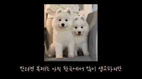 최근 한 유튜버가 죽은 반려견을 복제했다고 밝혔다.(유튜브 채널 사모예드 티코 갈무리)