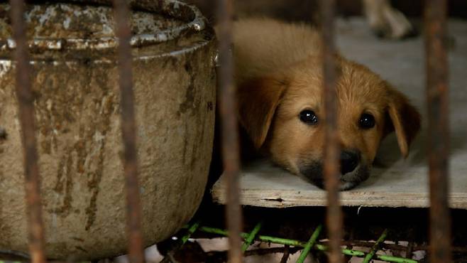 개고기를 섭취한 경험이 있다는 사람의 약 1/3이 회식이나 주변의 권유 등 사회적 이유를 섭취 이유로 꼽았다. 사진은 한국의 개고기 산업을 조명한 다큐멘터리 '누렁이'(Nureongi)​의 한 장면./사진=연합뉴스DB