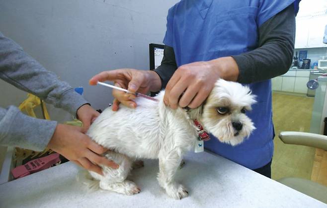 동물병원에서 예방접종 주사를 맞는 강아지의 모습 ⓒ 연합뉴스