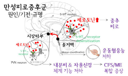 세로토닌 과활성의 만성피로증후군 병인학적 기전 요약. 자료=대전대 제공