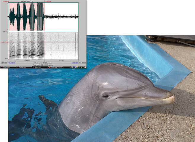 동물도 ‘목소리’로 서로를 알아볼 수 있을까. 미국 시카고대학의 2013년 연구를 보면 돌고래들은 헤어진 지 20년이 넘은 ‘친구’의 휘파람 소리를 알아듣고 반응을 보였다. 제이슨 부르크 제공