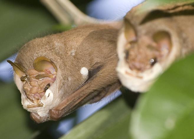 박쥐는 사회적 동물로 무리를 이뤄 살아가고 사람처럼 후두, 성대, 비강을 이용해 소리를 낸다. 위키미디어 코먼스 제공.