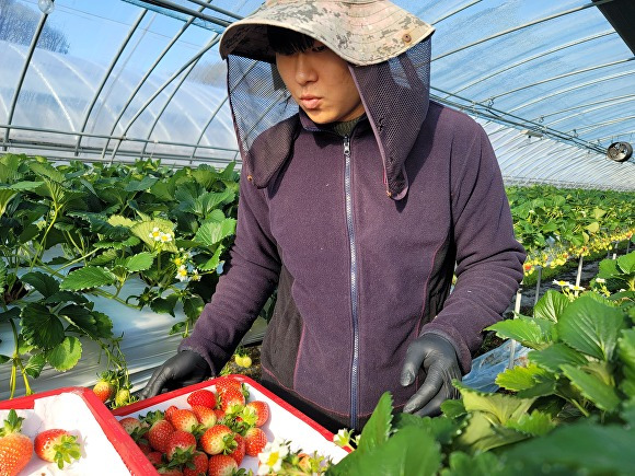 전라남도 친환경농업 계약재배 청년농가에서 딸기를 수확하고 있다. [사진=전남도]