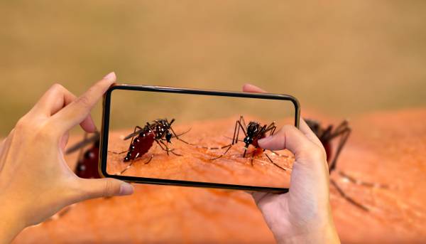 뎅기열을 옮기는 이집트숲모기가 피를 빨아 먹는 장면을 스마트폰으로 촬영한 모습. 세계모기프로그램(WMP)은 이집트숲모기에 볼바키아균을 넣어 뎅기열 확산을 차단하는 연구를 진행했다. 게티이미지뱅크