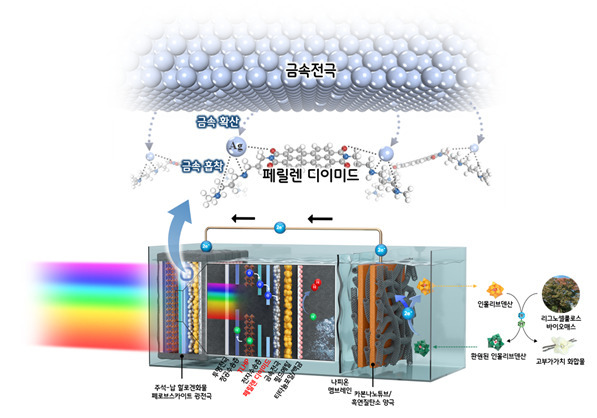 금속이온 확산에 대한 화학적 장벽 역할을 하는 페릴렌 디이미드 분자를 활용해 안정성이 향상된 광전기화학 장치 개략도.[UNIST 제공]