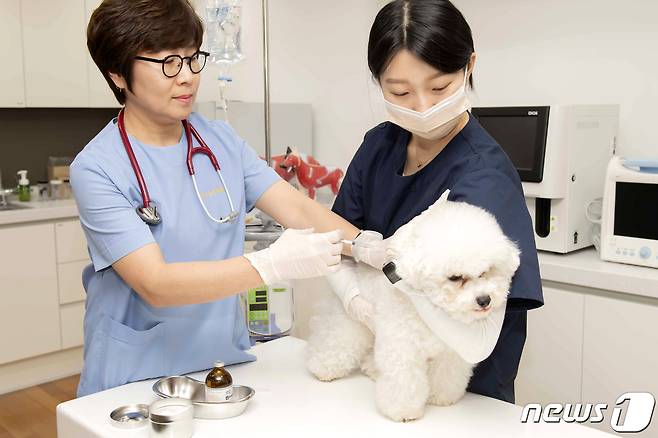 영진전문대 동물보건과가 농림축산식품부 동물보건사 양성기관 평가인증을 획득했다. 사진은 영진전문대 동물보건과 실습 모습. (영진전문대 제공)