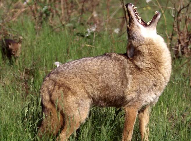 코요테가 마치 늑대처럼 위를 보고 울부짖고 있다./Washington Department of Fish and Wildlife