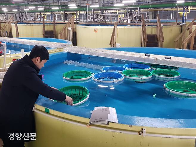 지난 5일 강원 고성군 한해성수산자원센터 어류동에서 박성오 어류팀장이 대형 수조 안에 있는 도루묵 알의 상태를 살피고 있다. 최승현 기자