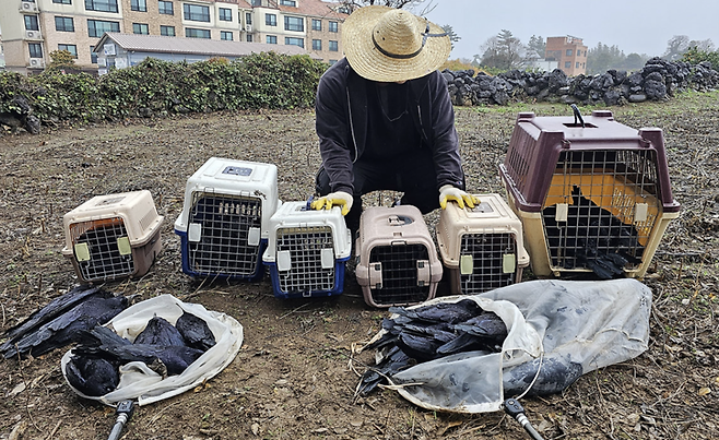 사진 = 한국조류보호협회 제주도지회 제공