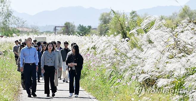 영산강 변에 만개한 억새 [광주 서구 제공. 재판매 및 DB 금지]