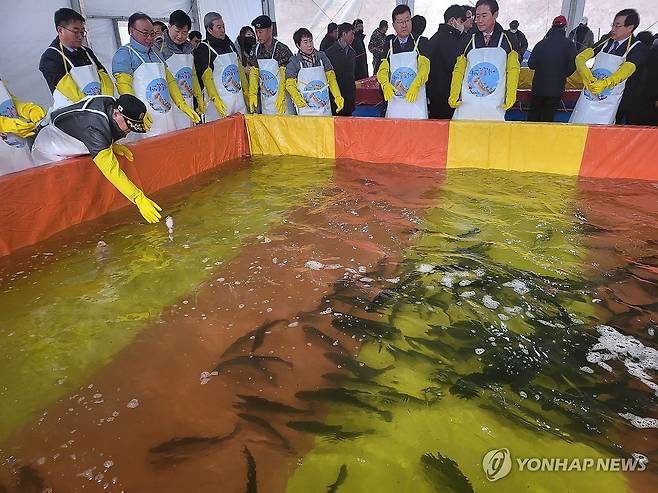 지난 5일 홍천강 꽁꽁축제 방류행사 [연합뉴스 자료사진]