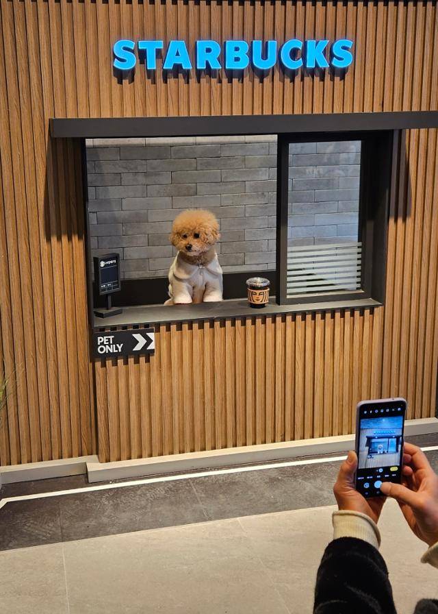5일 경기 남양주시에서 온 김모(58)씨가 스타벅스 구리갈매DT점 2층에 마련된 포토존에서 푸들 로하(6)의 사진을 찍고 있다. 구리=최현빈 기자