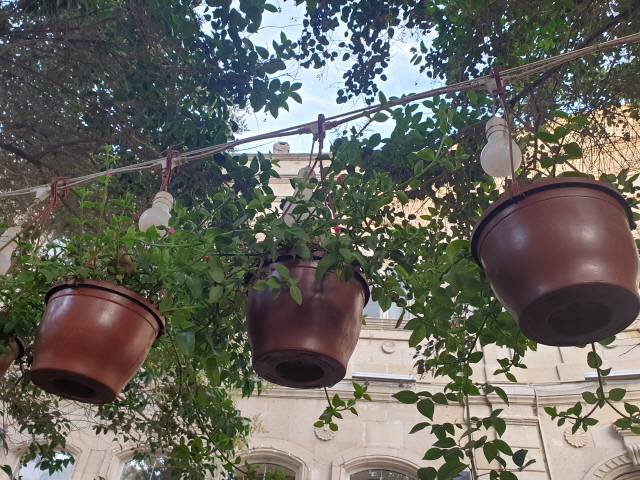 ▲ 식물로 꾸며진 야외