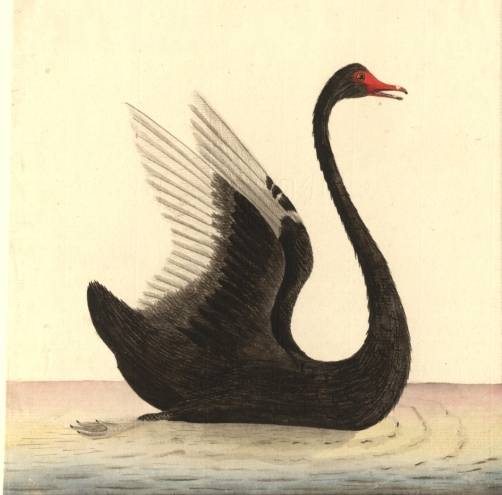 블랙스완을 묘사한 1792년 그림. 영국 런던자연사박물관 소장품.