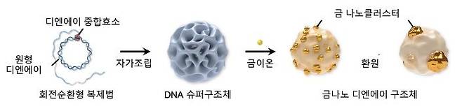 회전순환형 디엔에이 복제법을 통한 금나노 디엔에이 구조체 제작 과정. (사진=서울시립대 제공) *재판매 및 DB 금지