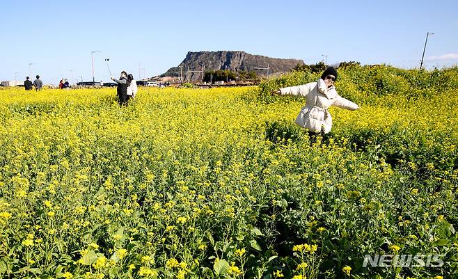 [서귀포=뉴시스] 우장호 기자 = 낮 기온이 크게 오르며 포근한 날씨를 보인 14일 오후 제주 서귀포시 성산읍 성산일출봉 인근 유채꽃밭을 찾은 관광객들이 이른 봄꽃을 감상하며 즐거운 시간을 보내고 있다. 2024.01.14. woo1223@newsis.com