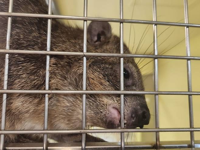 지난 7일 서울 마포구 홍대 인근 한 야생동물카페에서 체험이 끝난 뒤&nbsp;바위너구리가&nbsp;철창 안에서 쇠창살을&nbsp;물어뜯고 있다.&nbsp;