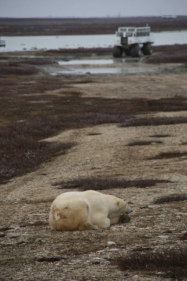 캐나다 서부 허드슨만의 북극곰 모습. 남종영