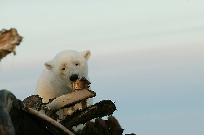 이누이트 마을인 알래스카 카크토비크 근처에 나타난 북극곰. 이누이트족이 사냥 후 남긴 고래 부산물에서 먹을 것을 찾고 있다. 류우종 기자