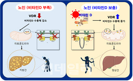 연구결과 모식도