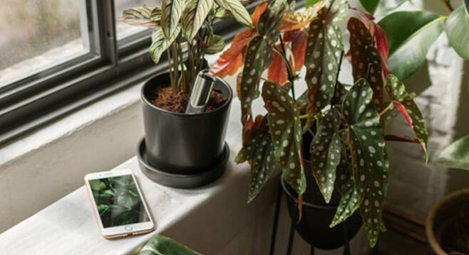 독일의 'FYTA'가 개발한 'FYTA 빔'. 스마트 센서를 활용해 사용자에게 식물재배 방법을 안내한다.(kickstarter 제공)