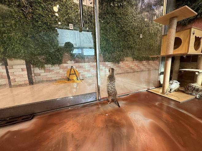 지난 7일 서울 마포구 홍대 인근 한 야생동물카페에서 미어캣 한 마리가 출입구 앞을 쉬지 않고 왔다&nbsp;갔다 하고 있다. 미어캣들은 2평 남짓 방 안에서&nbsp;불안한 듯 밖을 경계했다.