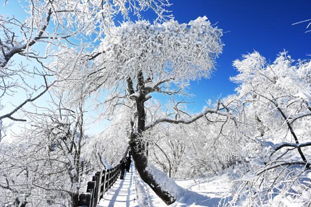 평창 발왕산 정상 부근 천년주목숲길의 나무가 눈과 얼음에 덮여 있다. 산 아래에 눈이 없어도 찬란한 겨울을 볼 수 있는 곳이다.