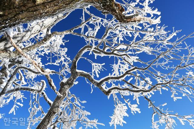발왕산 천년주목숲길의 나뭇가지마다 눈꽃과 얼음꽃이 피었다.
