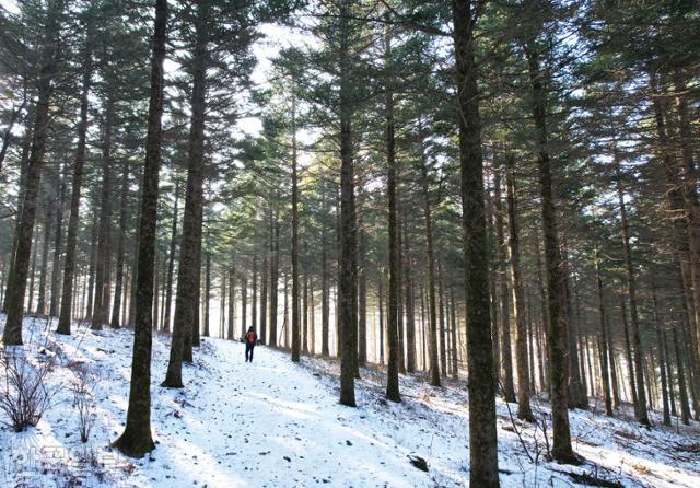 대관령 국민의숲의 독일가문비나무 조림지. 무성한 가지가 바람을 막아 그늘진 숲이 오히려 푸근하다.
