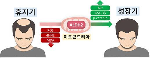 서울대병원 제공