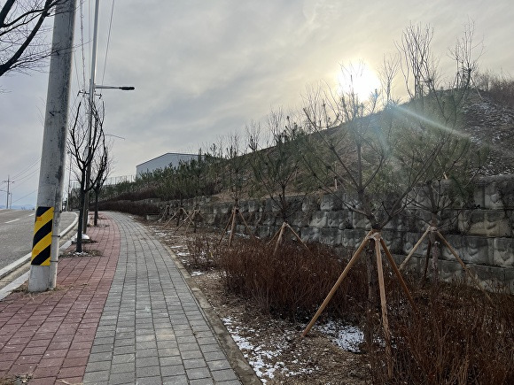 영동군이 용산면 영동산업단지에 조성한 미세먼지 차단숲. [사진=영동군]