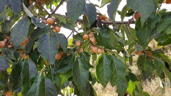 10월의 고욤나무열매