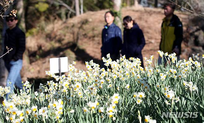 [제주=뉴시스] 우장호 기자 = 맑은 날씨를 보이는 16일 오전 제주시 한림공원을 찾은 관람객들이 활짝 핀 수선화를 감상하고 있다. 2024.01.16. woo1223@newsis.com