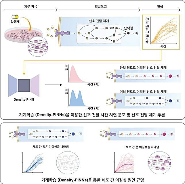 [대전=뉴시스]기계학습방법론(Density-PINNs)을 통한 세포 간 이질성 원인 규명 모식도. Density-PINNs는 축적된 반응 단백질의 시계열 자료를 이용, 신호전달 시간 지연 분포를 추론하며 이 분포의 모양은 신호전달체계의 구조에 대한 정보를 제공한다(위). 이를 통해 병렬구조를 갖는 세포 신호전달체계가 항생제에 대한 반응의 세포 간 이질성을 크게 감소시킨다는 사실을 규명했다(아래).(사진=IBS 제공) *재판매 및 DB 금지