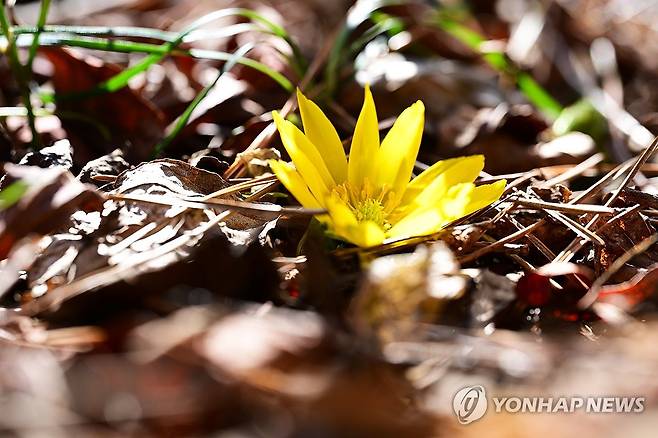 봄소식 전하는 한라산 세복수초 개화 (제주=연합뉴스) 한라산 주변 세복수초 자생지에서 지난 15일 세복수초의 첫 개화가 산림청 국립산림과학원 난대·아열대산림연구소에 의해 관측됐다. 2024.1.17 [산림청 국립산림과학원 난대·아열대산림연구소 제공. 재판매 및 DB 금지] koss@yna.co.kr